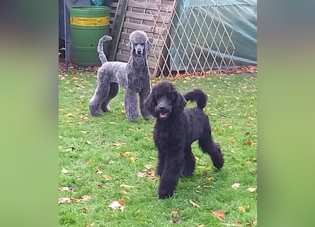 Großpudel Welpen in schwarz und braun mit DPK-VDH-FCI Papieren und EU-Heimtierpass