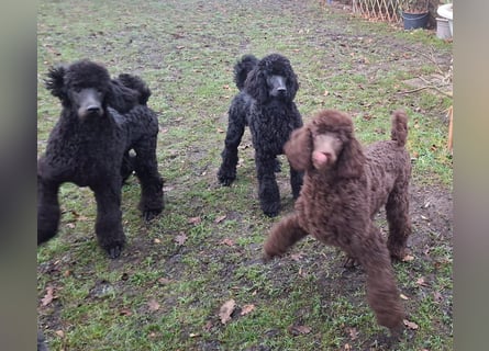 Großpudel / Königspudel Welpen 5 Monate alt  in schwarz mit DPK-VDH-FCI Papieren und EU-Heimtierpass