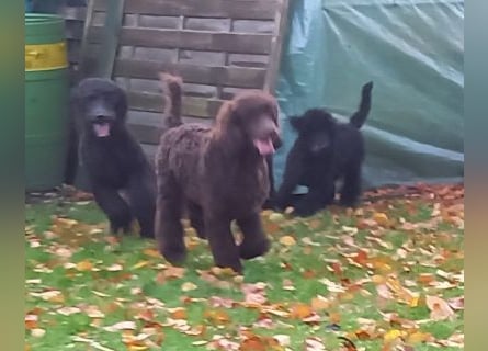 Großpudel Welpen in schwarz und braun mit DPK-VDH-FCI Papieren und EU-Heimtierpass