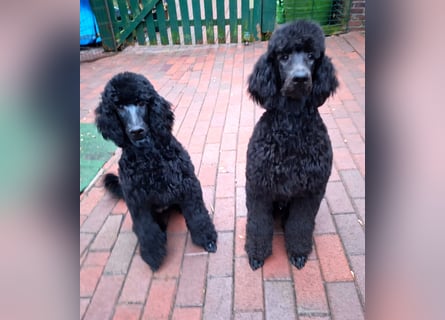 Großpudel / Königspudel Welpen 5 Monate alt  in schwarz mit DPK-VDH-FCI Papieren und EU-Heimtierpass