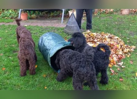 Großpudel Welpen in schwarz und braun mit DPK-VDH-FCI Papieren und EU-Heimtierpass
