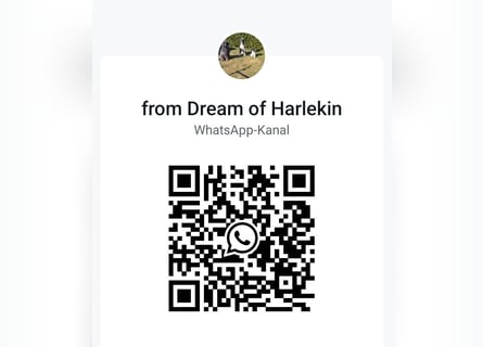 Großpudel Welpen in schwarz und braun mit DPK-VDH-FCI Papieren und EU-Heimtierpass