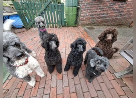 Großpudel / Königspudel Welpen 5 Monate alt  in schwarz mit DPK-VDH-FCI Papieren und EU-Heimtierpass