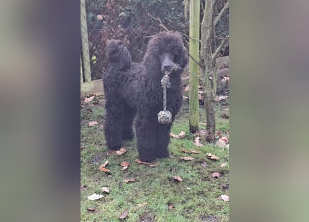 Großpudel / Königspudel Welpen 5 Monate alt  in schwarz mit DPK-VDH-FCI Papieren und EU-Heimtierpass