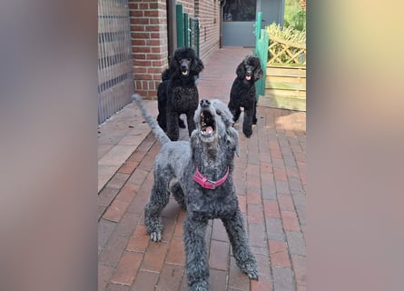 Großpudel / Königspudel Junghunde in schwarz mit DPK-VDH-FCI Papieren und EU-Heimtierpass