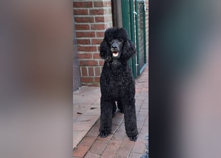 Großpudel / Königspudel Junghunde in schwarz mit DPK-VDH-FCI Papieren und EU-Heimtierpass