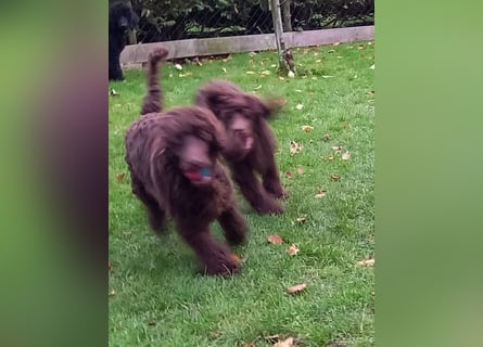 Großpudel Welpen in schwarz und braun mit DPK-VDH-FCI Papieren und EU-Heimtierpass