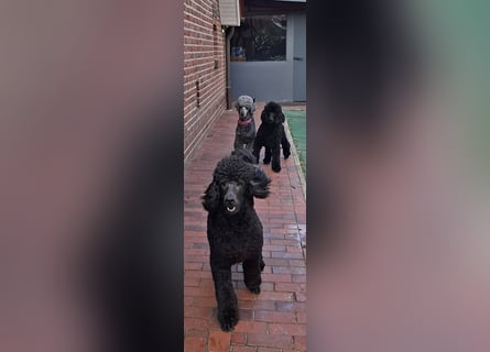 Großpudel / Königspudel Junghunde in schwarz mit DPK-VDH-FCI Papieren und EU-Heimtierpass