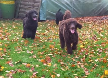 Großpudel Welpen in schwarz und braun mit DPK-VDH-FCI Papieren und EU-Heimtierpass