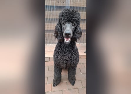 Großpudel / Königspudel Junghunde in schwarz mit DPK-VDH-FCI Papieren und EU-Heimtierpass