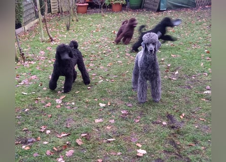 Großpudel Welpen in schwarz und braun mit DPK-VDH-FCI Papieren und EU-Heimtierpass