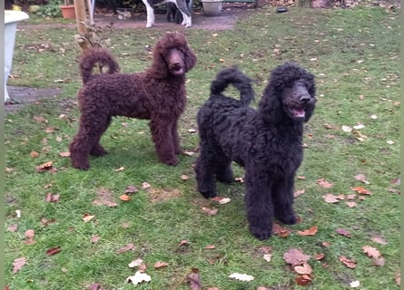 Großpudel Welpen in schwarz und braun mit DPK-VDH-FCI Papieren und EU-Heimtierpass