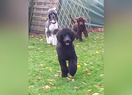 Großpudel Welpen in schwarz und braun mit DPK-VDH-FCI Papieren und EU-Heimtierpass