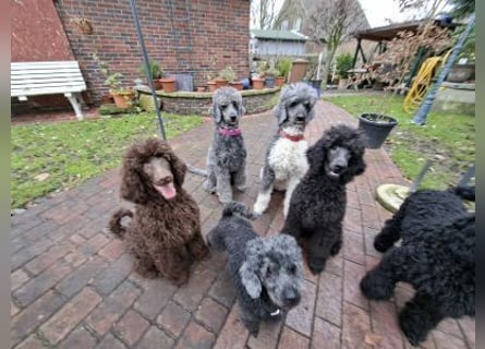 Großpudel / Königspudel Welpen 5 Monate alt  in schwarz mit DPK-VDH-FCI Papieren und EU-Heimtierpass