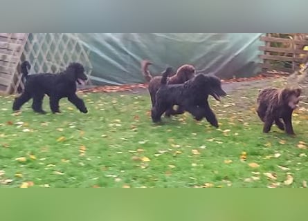 Großpudel Welpen in schwarz und braun mit DPK-VDH-FCI Papieren und EU-Heimtierpass