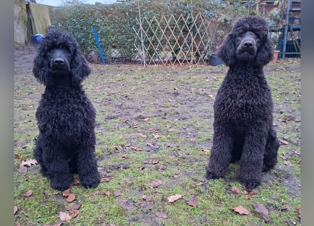 Großpudel / Königspudel Junghunde in schwarz mit DPK-VDH-FCI Papieren und EU-Heimtierpass