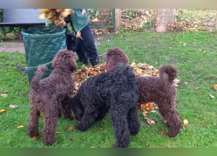 Großpudel Welpen in schwarz und braun mit DPK-VDH-FCI Papieren und EU-Heimtierpass