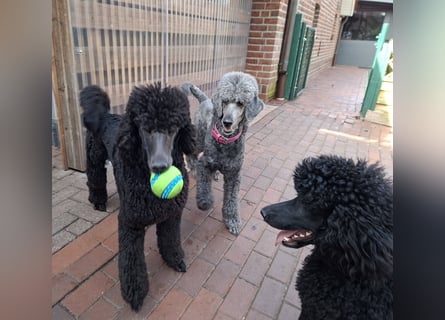 Großpudel / Königspudel Junghunde in schwarz mit DPK-VDH-FCI Papieren und EU-Heimtierpass