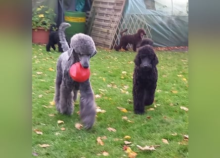 Großpudel Welpen in schwarz und braun mit DPK-VDH-FCI Papieren und EU-Heimtierpass