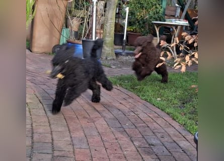 Großpudel / Königspudel Welpen 5 Monate alt  in schwarz mit DPK-VDH-FCI Papieren und EU-Heimtierpass