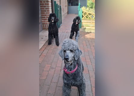 Großpudel / Königspudel Junghunde in schwarz mit DPK-VDH-FCI Papieren und EU-Heimtierpass