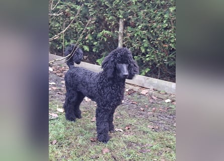 Großpudel / Königspudel schwarze Hündin Welpe Amira mit DPK/VDH Papiere