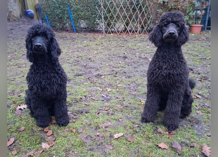 Großpudel / Königspudel Jungrüde schwarz Gary VDH/DPK Papiere