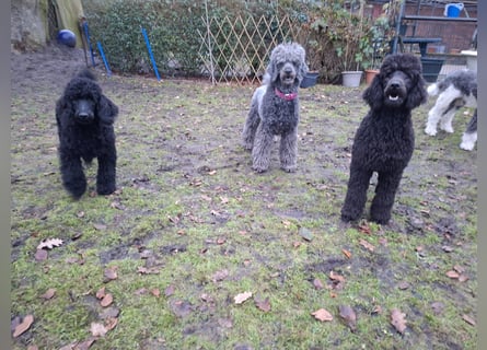 Großpudel / Königspudel Jungrüde schwarz Gary VDH/DPK Papiere