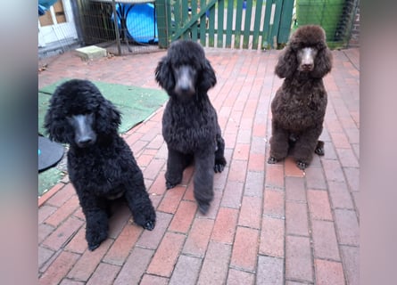 Großpudel / Königspudel schwarze Hündin Welpe Amira mit DPK/VDH Papiere