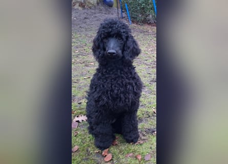 Großpudel / Königspudel schwarze  Junghündin Amira mit DPK/VDH Papiere