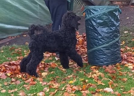 Großpudel Rüde Welpe schwarz,  navi grünes  Halsband