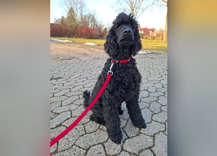 Großpudel / Königspudel schwarze  Junghündin Amira mit DPK/VDH Papiere