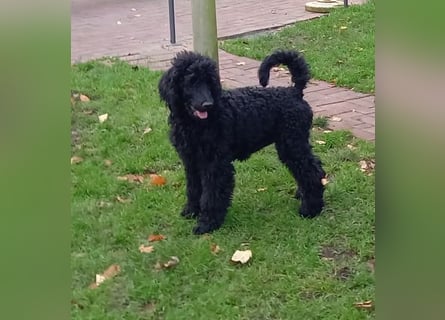 Großpudel schwarze Hündin Welpe Amira