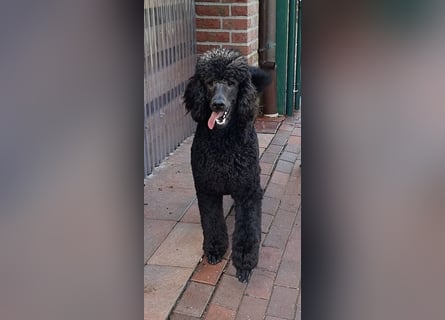 Großpudel / Königspudel Jungrüde schwarz Gary VDH/DPK Papiere