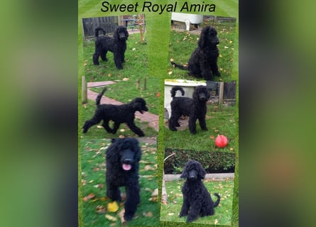 Großpudel schwarze Hündin Welpe Amira
