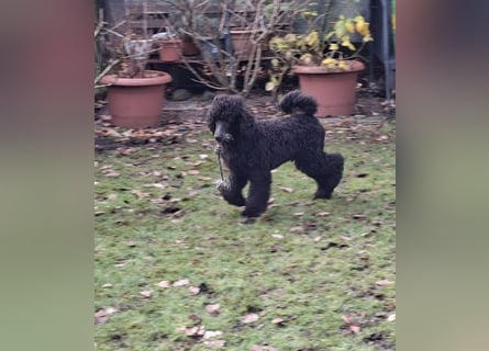 Großpudel / Königspudel Rüde Welpe schwarz Gary VDH/DPK Papiere