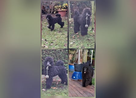Großpudel / Königspudel Rüde Welpe schwarz Gary VDH/DPK Papiere