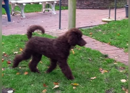 Großpudel braun Rüde Welpe Samu