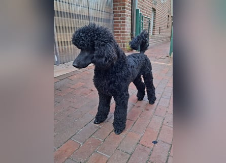 Großpudel / Königspudel schwarze  Junghündin Amira mit DPK/VDH Papiere