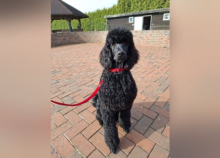 Großpudel / Königspudel schwarze  Junghündin Amira mit DPK/VDH Papiere