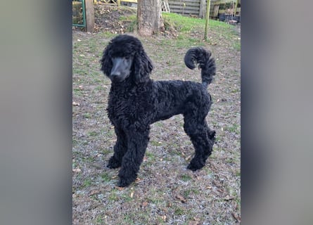 Großpudel / Königspudel schwarze Hündin Welpe Amira mit DPK/VDH Papiere