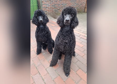 Großpudel / Königspudel schwarze  Junghündin Amira mit DPK/VDH Papiere