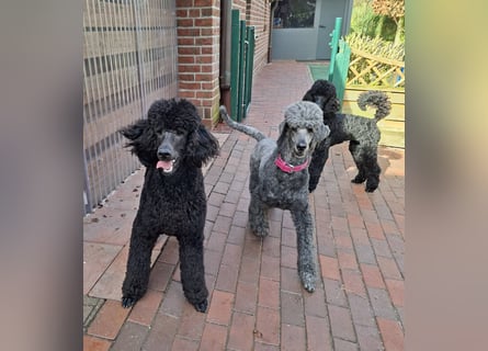 Großpudel / Königspudel Jungrüde schwarz Gary VDH/DPK Papiere