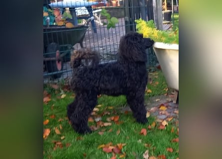 Großpudel Rüde Welpe schwarz,  navi grünes  Halsband