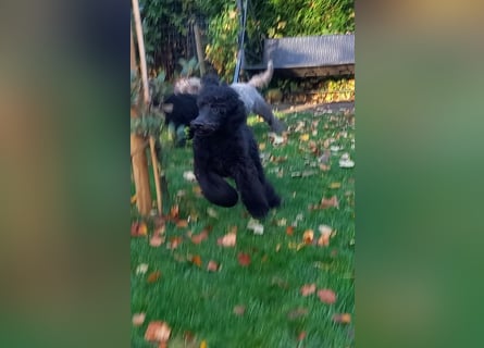 Großpudel Rüde Welpe schwarz,  navi grünes  Halsband