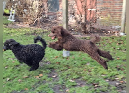 Großpudel / Königspudel schwarze Hündin Welpe Amira mit DPK/VDH Papiere