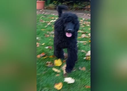 Großpudel schwarze Hündin Welpe Amira