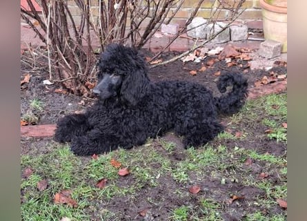 Großpudel / Königspudel schwarze Hündin Welpe Amira mit DPK/VDH Papiere