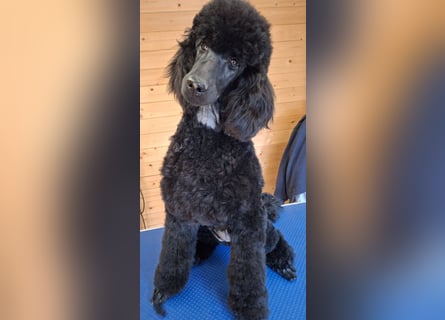 Großpudel / Königspudel schwarze  Junghündin Amira mit DPK/VDH Papiere