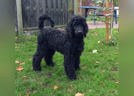 Großpudel schwarze Hündin Welpe Amira